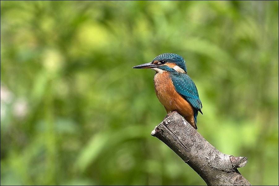 Kingfisher