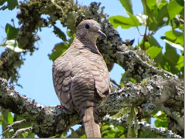 Inca_Dove_Close