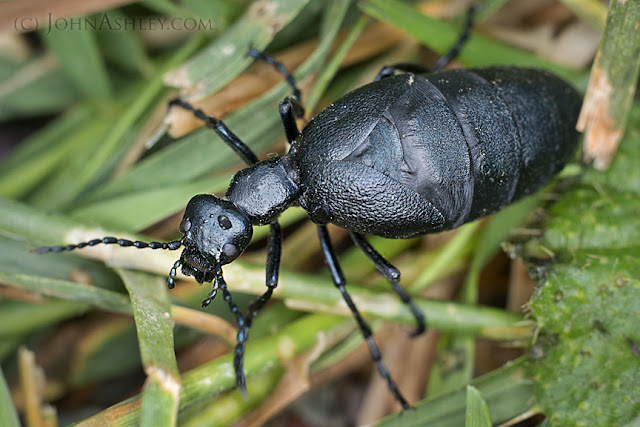 Female Blister Oil Beetle (c) John Ashley