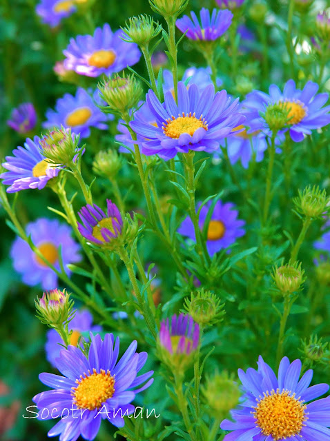 Aster hispidus