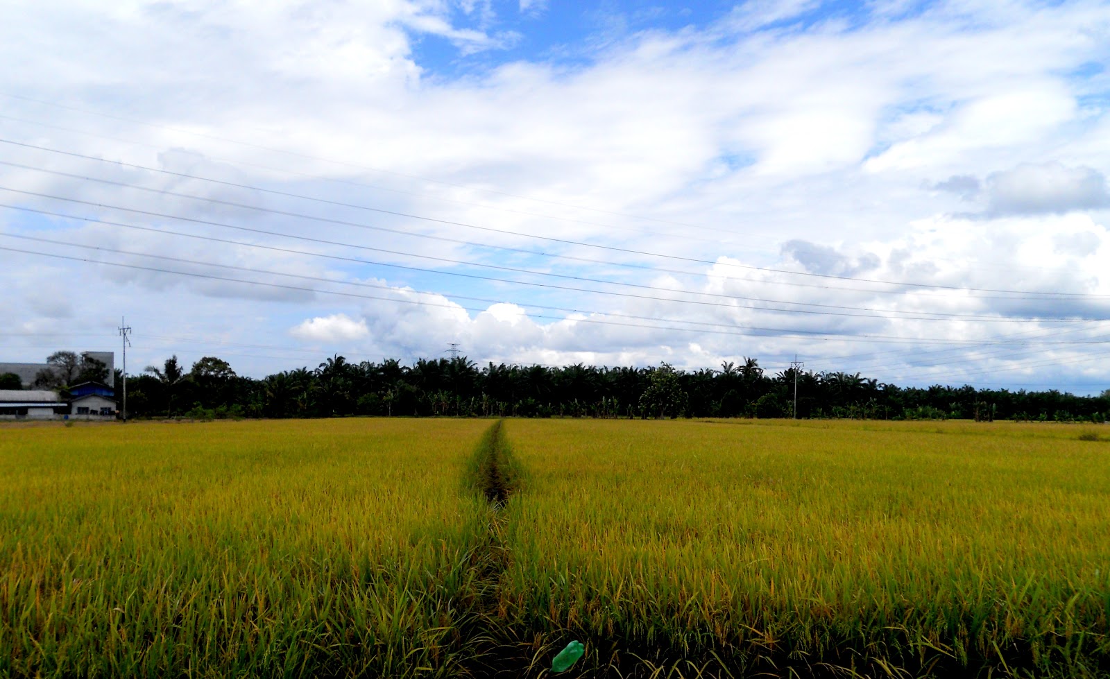 Pemandangan Sawah Padi di Tanjong Karang Selangor 