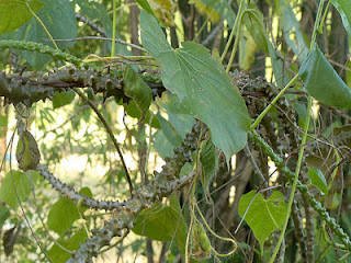 Brotowali (Tinospora Crispa)