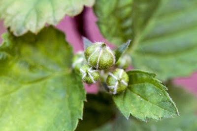 Brazos blackberry flower bud