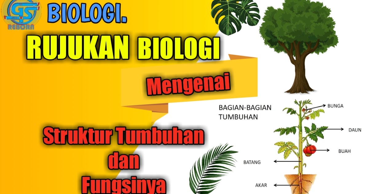 Rujukan Biologi mengenai Struktur  Tumbuhan  dan Fungsinya 