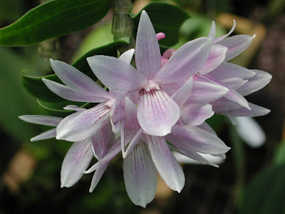 Dendrobium ceraula care and culture