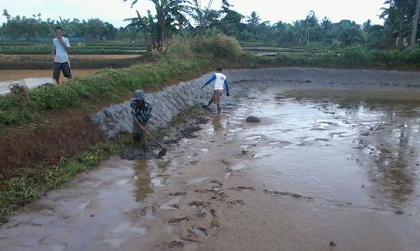 persiapan lahan untuk budidaya minapadi