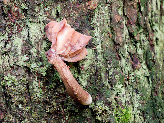 Pilze im Wald