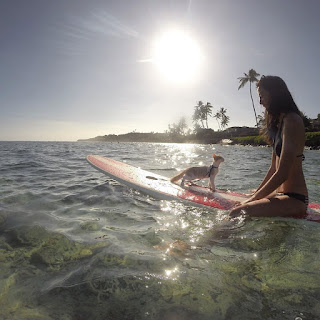 Impresionante gato tuerto que ama nadar y surfear en Hawái