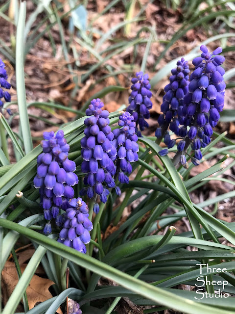 Grape Hyacinth