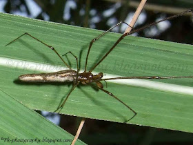 Long Jawed Spider