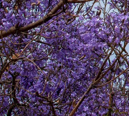 Jacaranda Tree Pros and Cons, Growth rate, Care, Problems