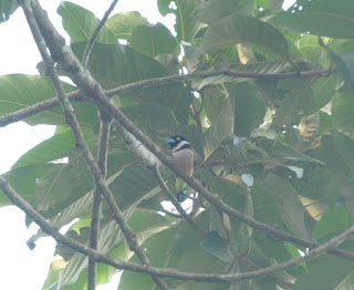 Black-and-yellow Broadbill (Eurylaimus ochromalus)