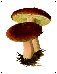 คำศัพท์ภาษาอังกฤษ_mushroom_Vegetable