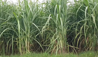 किसान करे गन्ने sugarcane की इस वेरायटी Co 13235 की खेती, बदल सकती है किसानों की तकदीर।