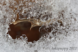 Moose Hill Icy Leaf 1 3-2-11