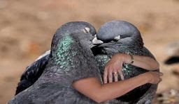 Funny Pigeons hd New Nice Wallpapers 2013