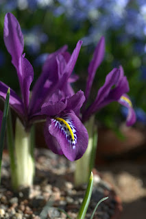 Iris kolpakowskiana