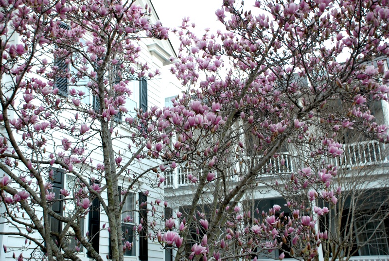 saucer magnolia tree facts. Saucer+magnolia+tree+facts
