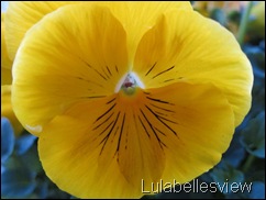 YellowPansy