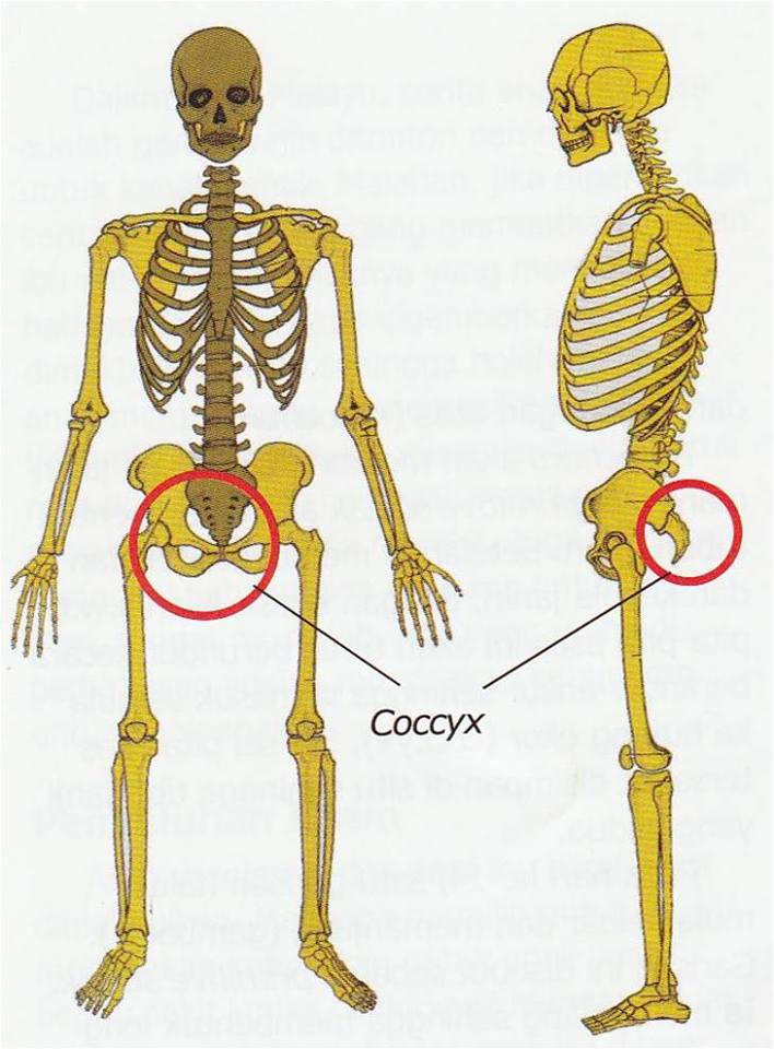 Keajaiban Penciptaan Tulang Ekor/Tulang Sulbi Manusia