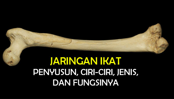  Jaringan  Ikat Fungsi  Ciri Klasifikasi Gambar dan 