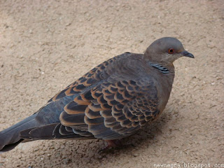 멧비둘기 [rufous turtle dove, 산비둘기]