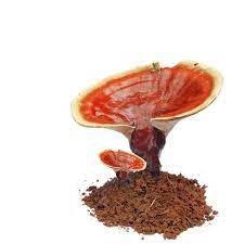 Ganoderma Mushroom Cultivation Training In Amravati | Ganoderma Mushroom Training In Amravati | Reishi Farm Training In Amravati