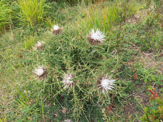 Corno-alle-Scale-carlina