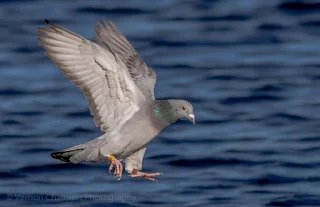 Image 7: Rock Pigeon in Flight over the Diep River, Woodbridge Island