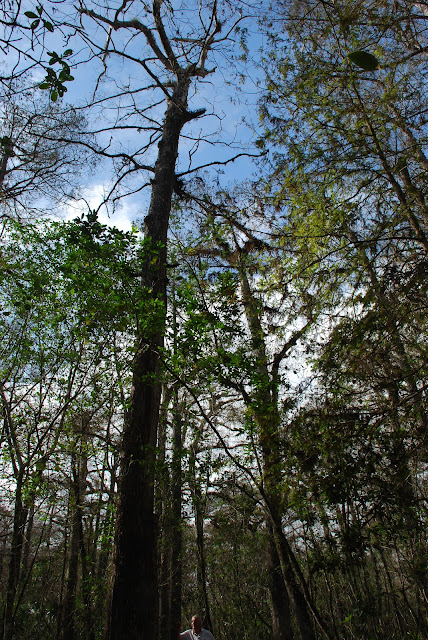 Audubon Corkscrew Swamp Sanctuary