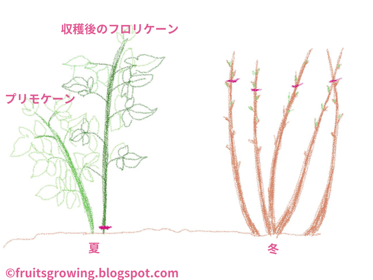 鉢植えラズベリーの育て方 おいしい鉢植え果樹の栽培育て方 自宅を果樹園に 鉢植えラズベリーの育て方 おいしい鉢植え果樹の栽培育て方 自宅を果樹園に