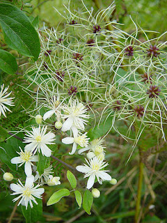 LA FLOR DE BACH DE LA PRESENCIA