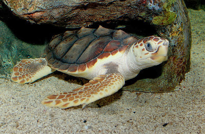 Penyu Tempayan (Caretta caretta)