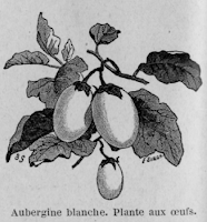 Aubergine blanche. Plante aux oeufs.  