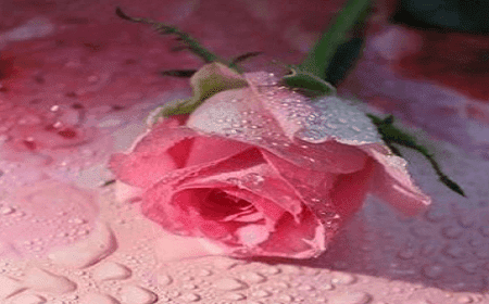 Kumpulan Puisi Bunga Mawar Berduri
