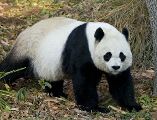  Gambar  Panda  Imut Lucu Kumpulan  Gambar 