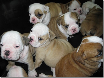 Bulldog pups 011