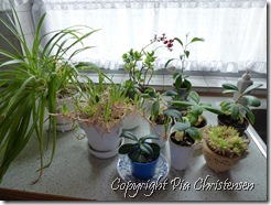 Før omplantning 