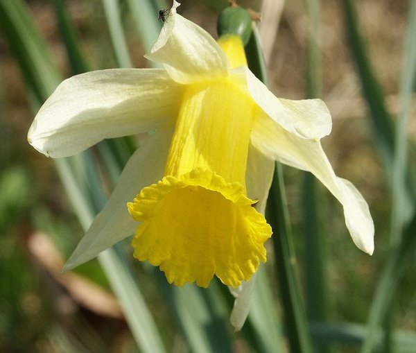 The gods turned Narcissus into a scented flower which, to this day 