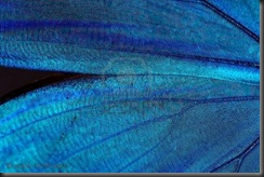 2147019-resumen-azul-brillante-textura-de-las-alas-de-mariposa--morpho