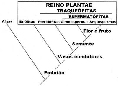Evolução das estruturas vegetativas e reprodutivas das plantas