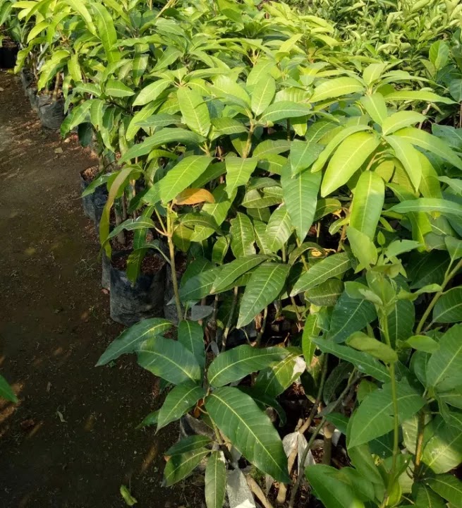 bibit mangga indramayu paling minati tanaman buah markotop harga terbaik petani Bekasi
