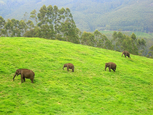 Wayanad In Monsoon