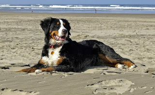 bernese mountain dogs pictures and wallpapers