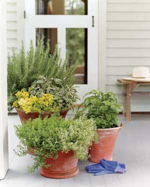 Decoração com Vasos de Plantas