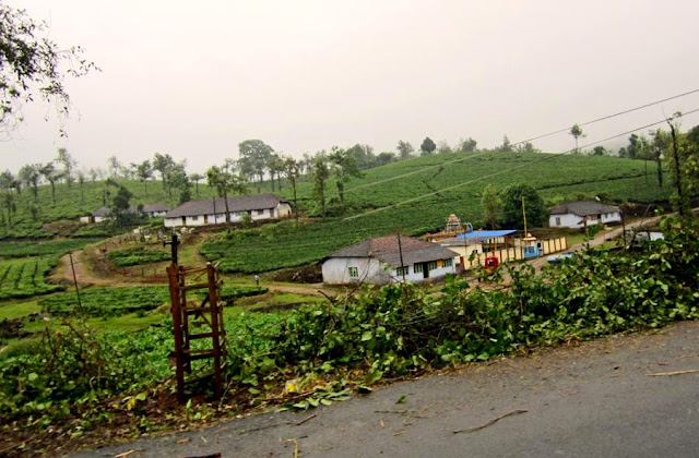 lush tea gardens of Kerala