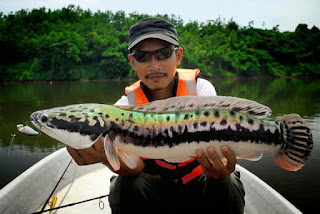  Memancing yaitu salah satu hobi yang sangat mengasyikan untuk orang  Nah ! Cara Memancing Ikan Gabus Paling Jitu 