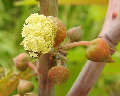 蓖麻的雄花