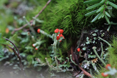 Lichen – Lipstick Cladonia