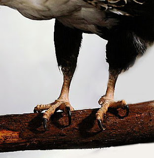 African Sea Eagle Feet and Talons Close-up Pic